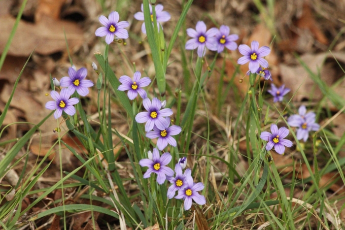 Western blue eyed grass