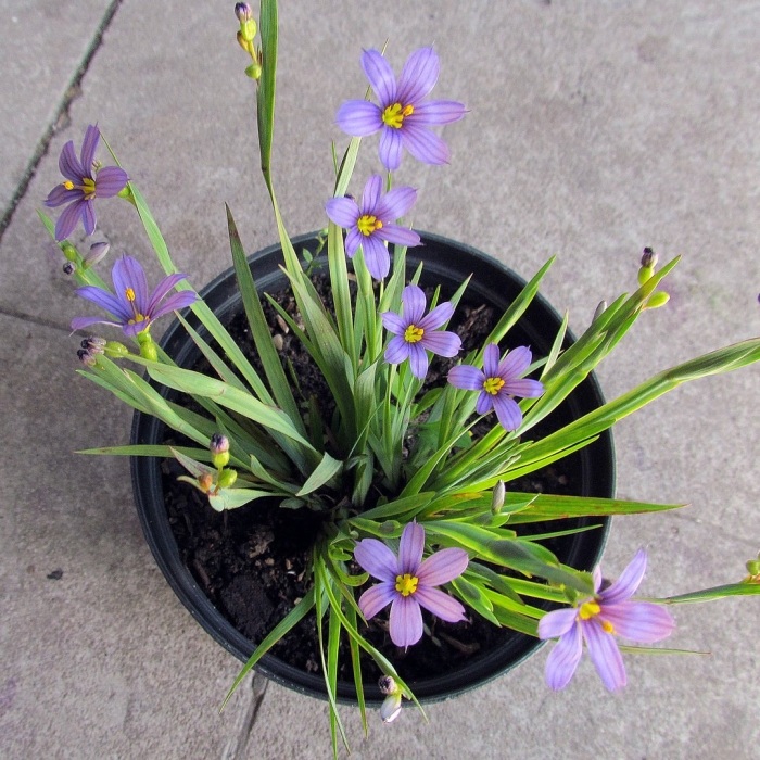 Сисюринхий узколистный