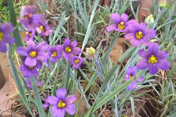 Сисюринхий калифорнийский