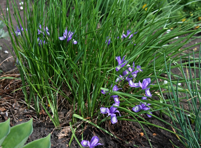 Ирис кукушкины слезки