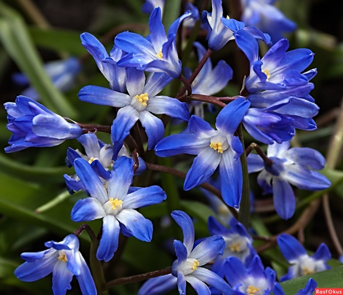 Хионодокса гигантская блю