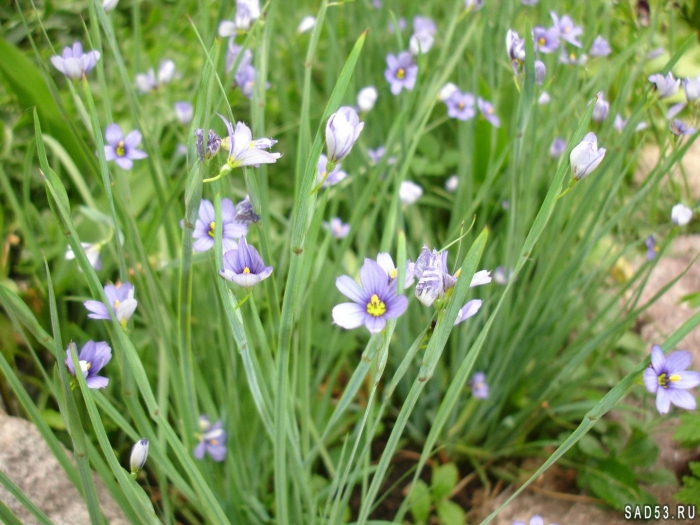 Сисюринхий полосатый