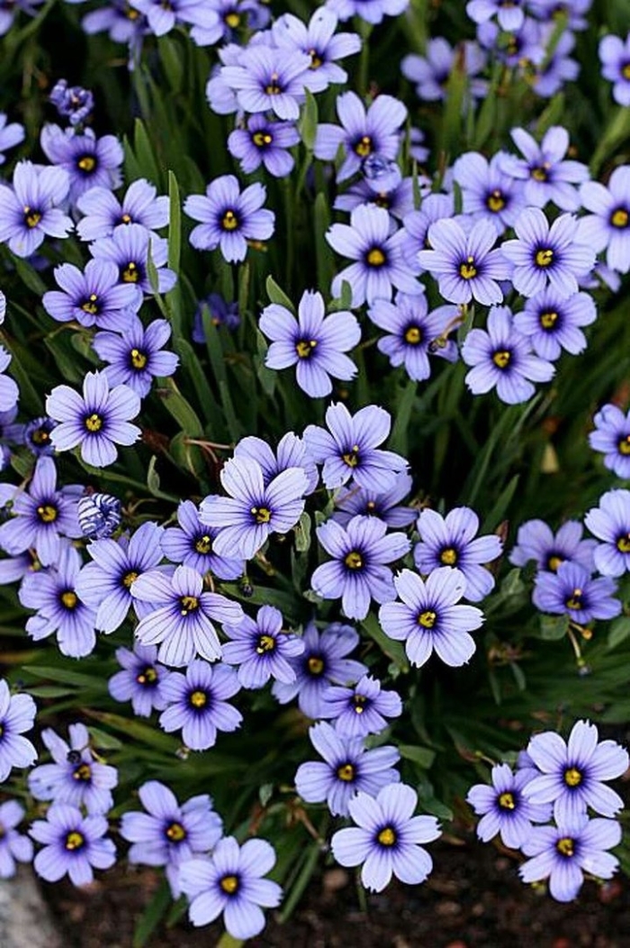 Сисюринхий калифорнийский