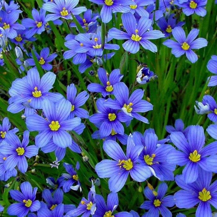 Сисюринхий калифорнийский