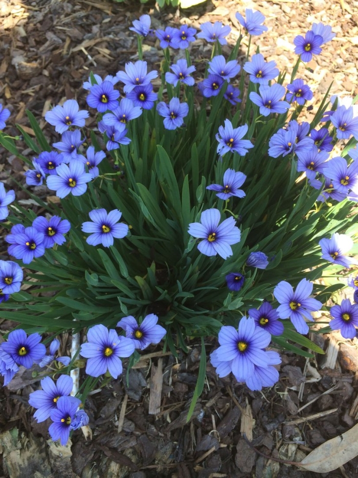 Сисюринхий калифорнийский