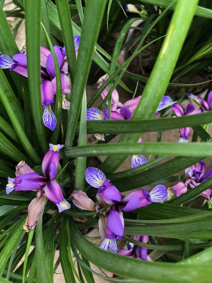 Ирис злаколистный