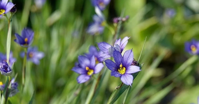 Сисюринхий калифорнийский