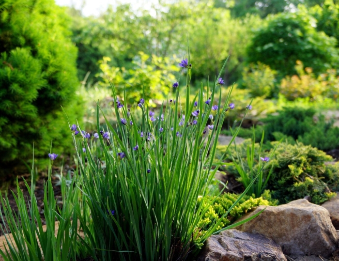 Многолетнее растение