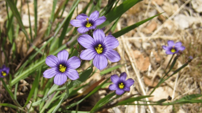 Сисюринхий голубоглазка