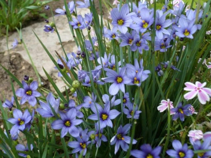 Сисюринхий калифорнийский