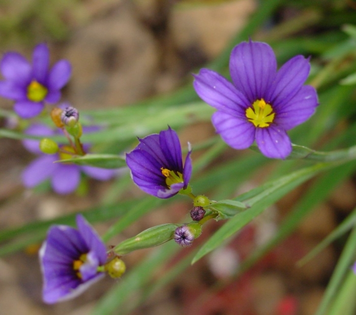 Sisyrinchium bermudiana