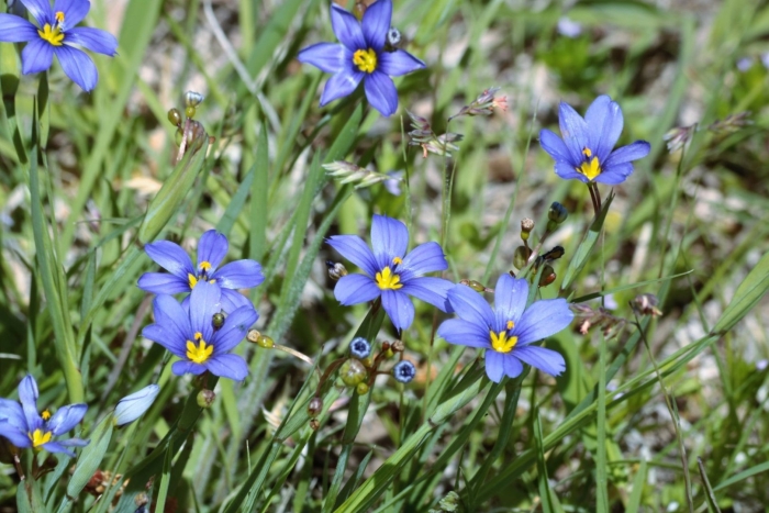 Eastern blue eyed grass