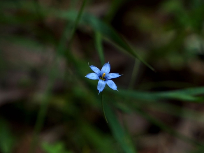 Sisyrinchium striatum