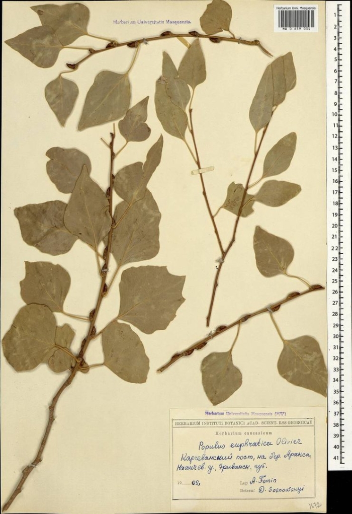 Тополя черного (populus nigra) гербарий