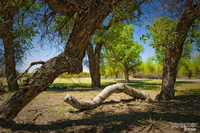 Реликтовая туранговая роща