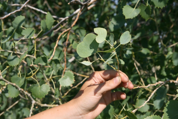 Populus pruinosa
