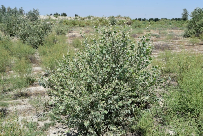 Atriplex nummularia