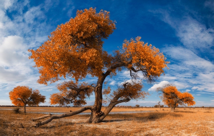 Туранга дерево в казахстане