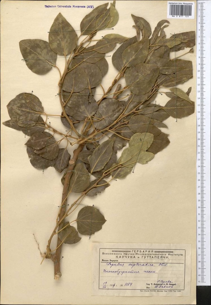 Тополь лавролистный