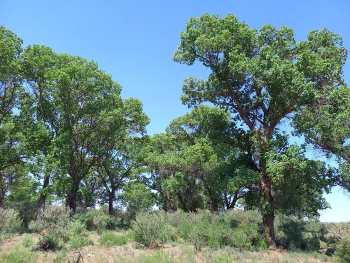 Riserva naturale orientata bosco di santo pietro
