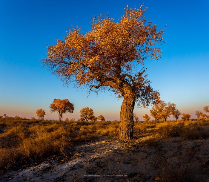 Туранговая роща на балхаше