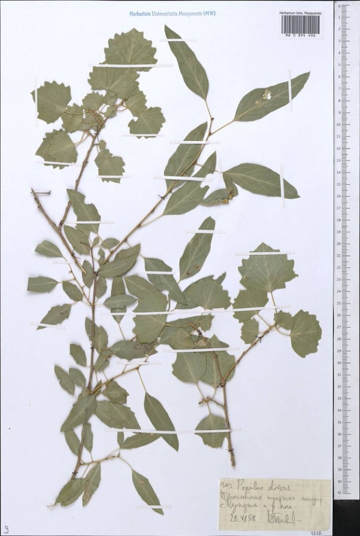 Populus alba тополь белый