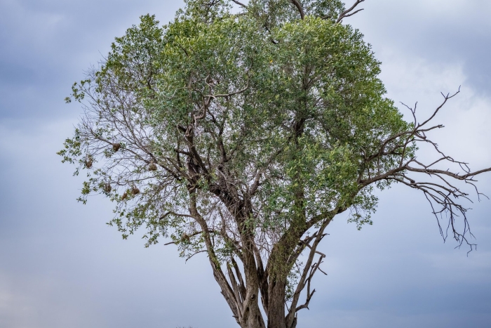 Populus sect. aigeiros