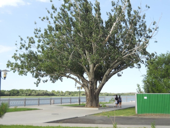 Тополь дерево