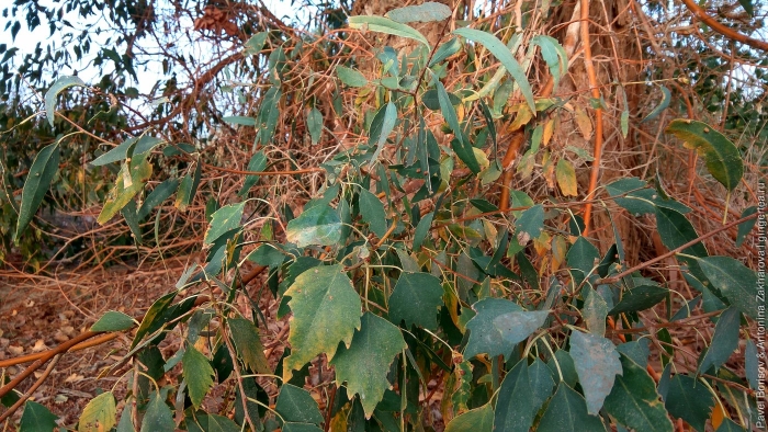 Тополь разнолистный