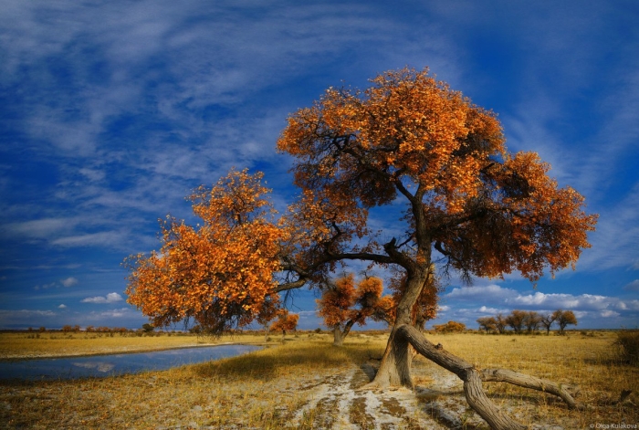 Тополь туранга