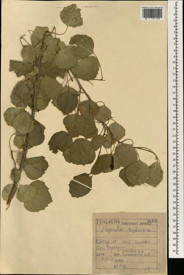 Осина обыкновенная populus tremula