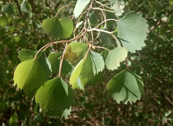 Тополь дрожащий осина