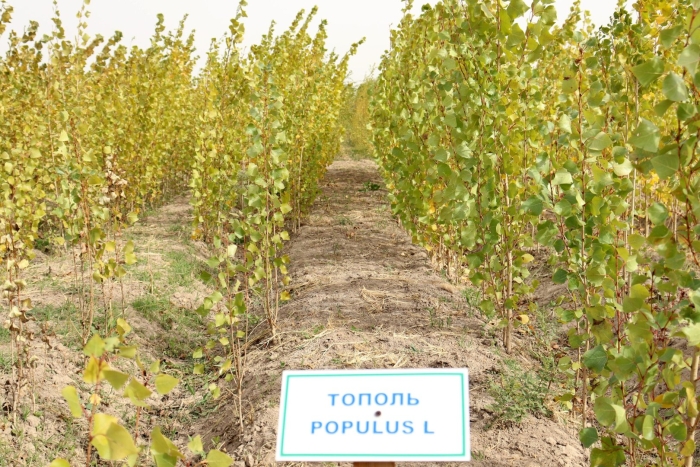 Тополь башкирский пирамидальный