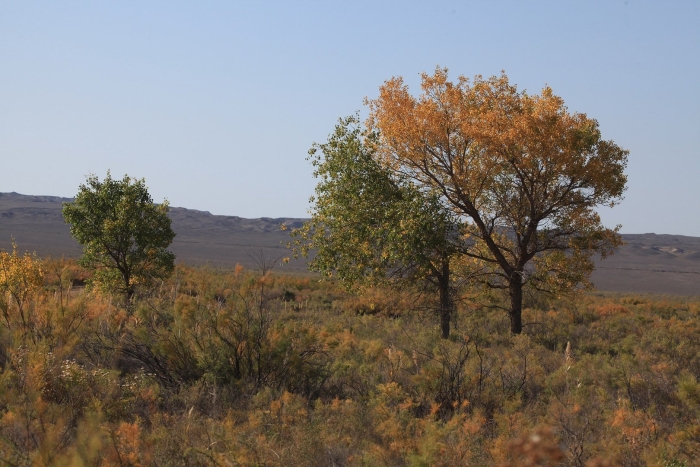 Туранговая роща казахстан