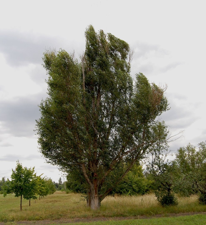 Тополь симона