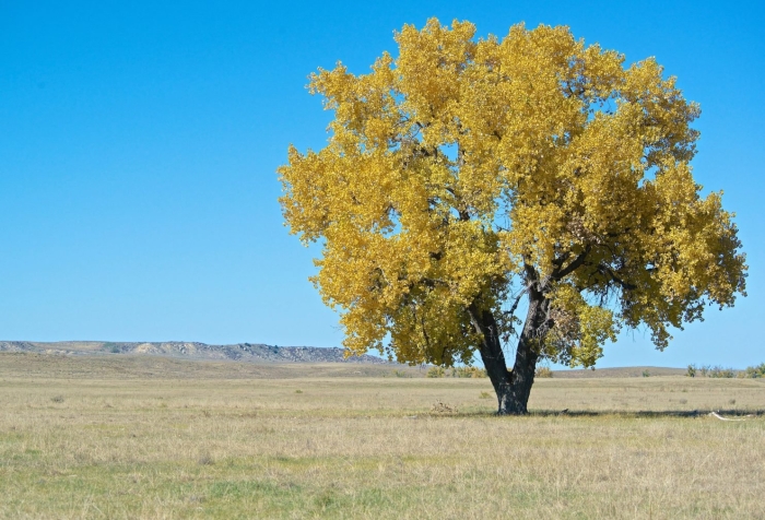 Cottonwood дерево