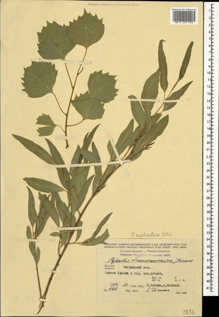 Береза повислая гербарий