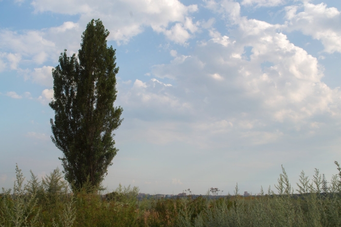 Одинокий тополь в калмыкии