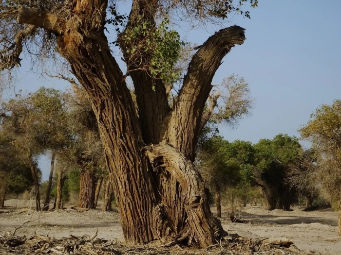 Дерево пейзаж