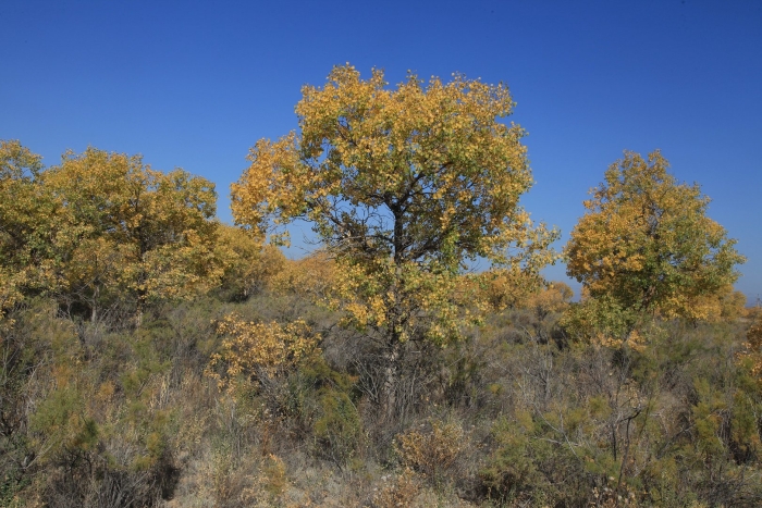 Осень природа