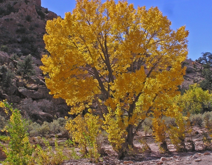 Cottonwood tree