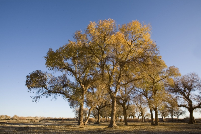 Тополь серебристый дерево
