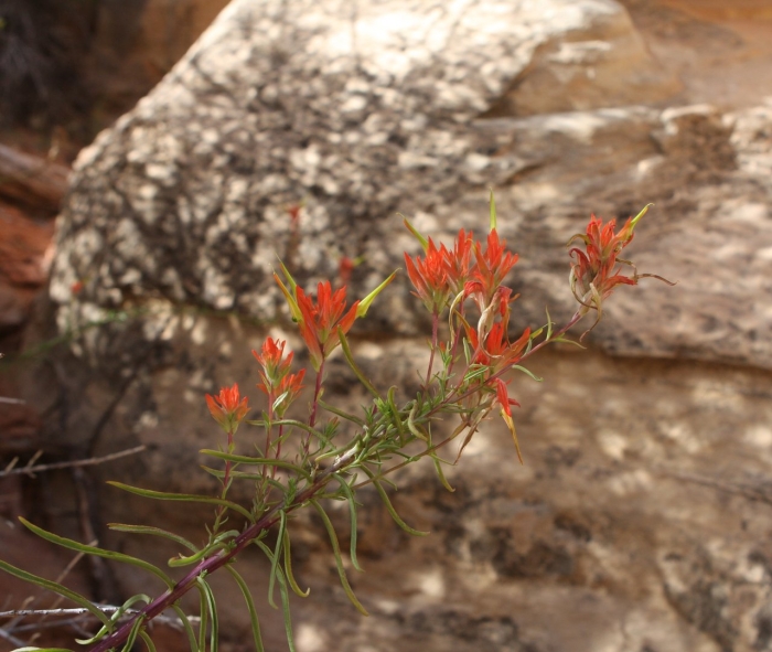 Castilleja linariifolia