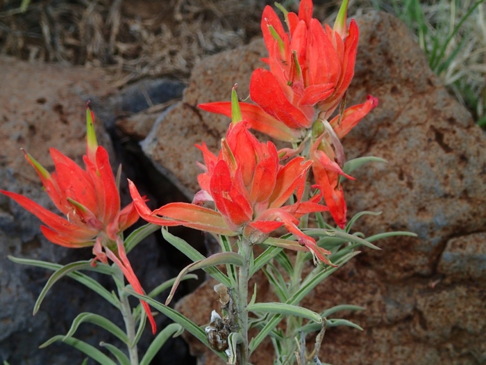 Castilleja linariifolia