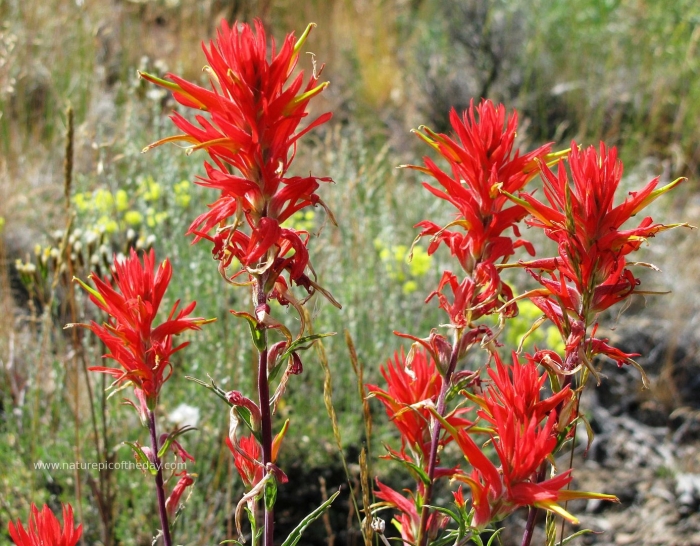 Indian paintbrush