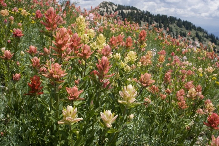 Castilleja rhexiifolia
