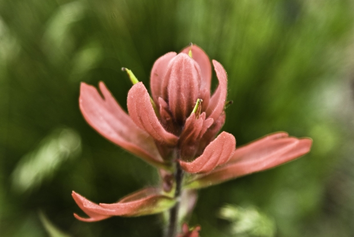 Giant red indian paintbrush