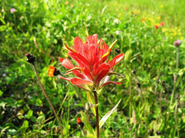 Лилейник indian paintbrush