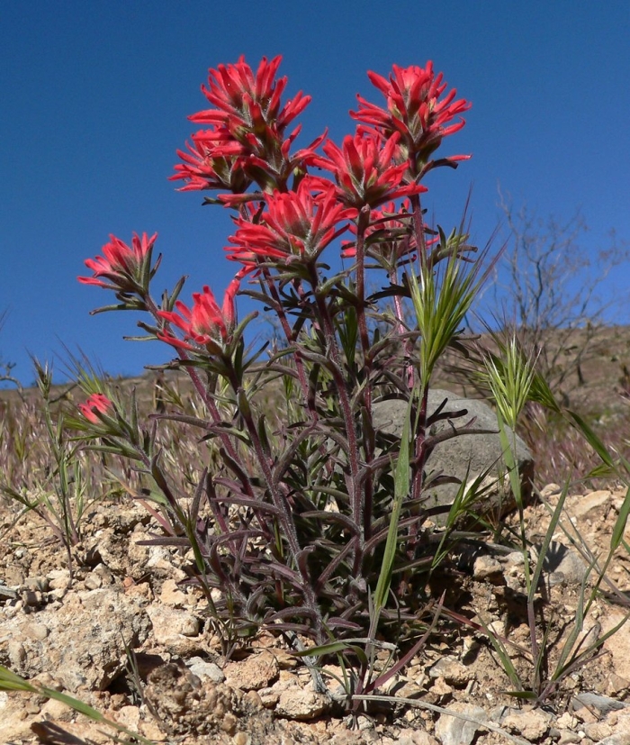 Castilleja elegans