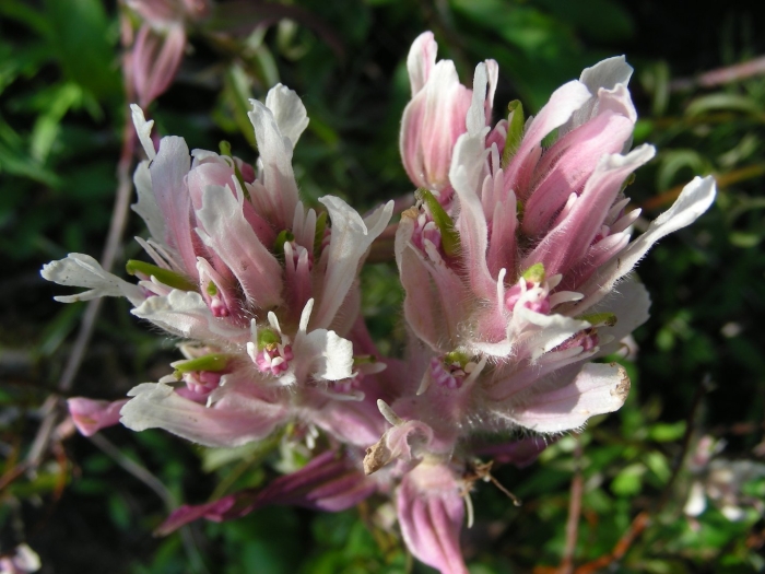 Astragalus platyphyllus